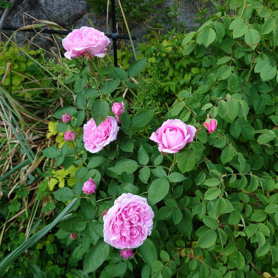 とっちらかる庭と とっちらかるアタシ_c0404712_23251761.jpg