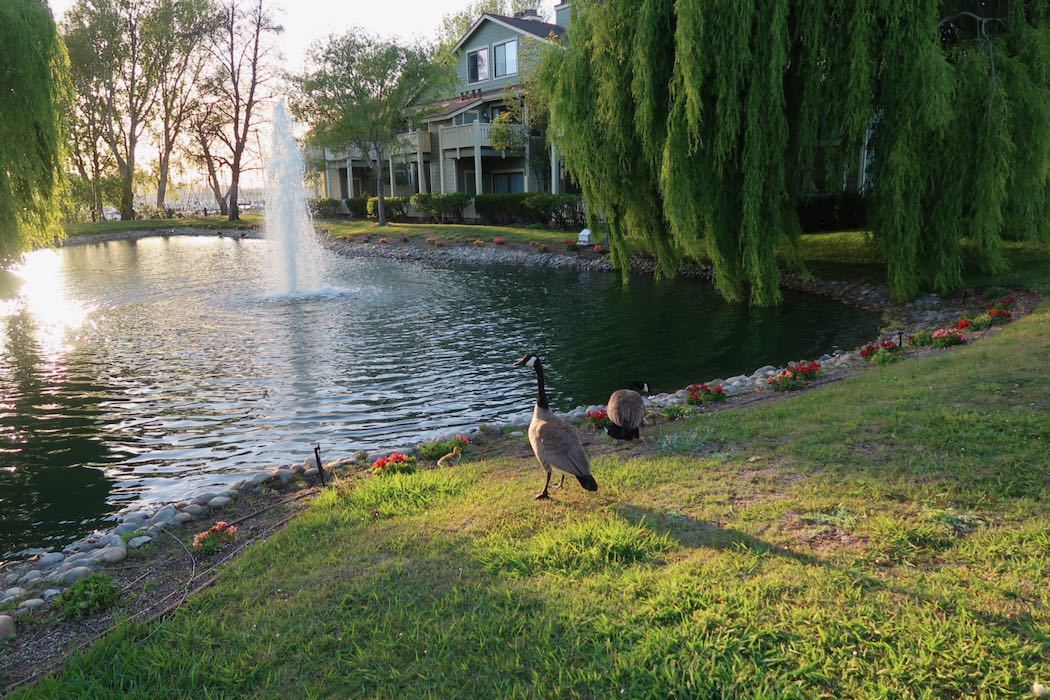 カナダガンの赤ちゃん 3_a0397115_02094267.jpeg