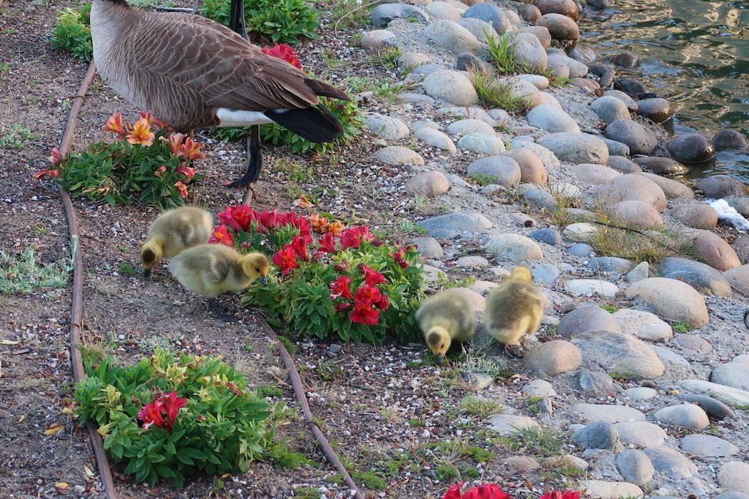 カナダガンの赤ちゃん 3_a0397115_02113515.jpeg