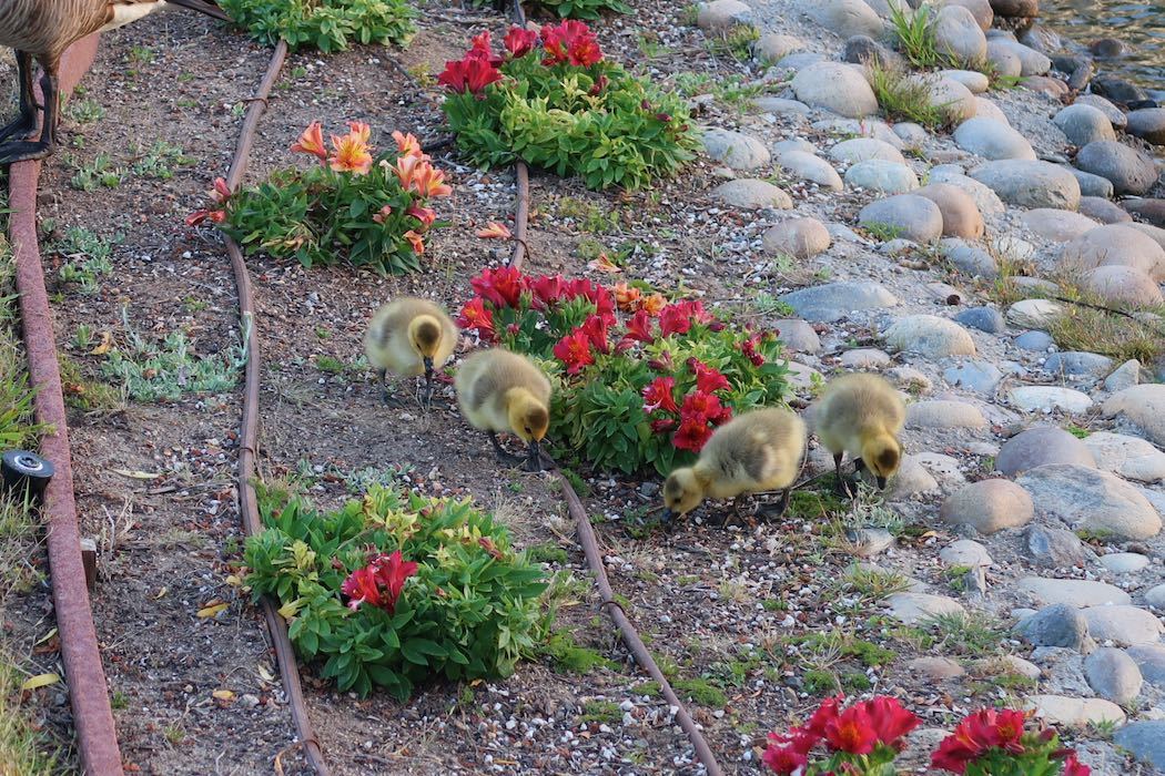 カナダガンの赤ちゃん 3_a0397115_02121395.jpeg