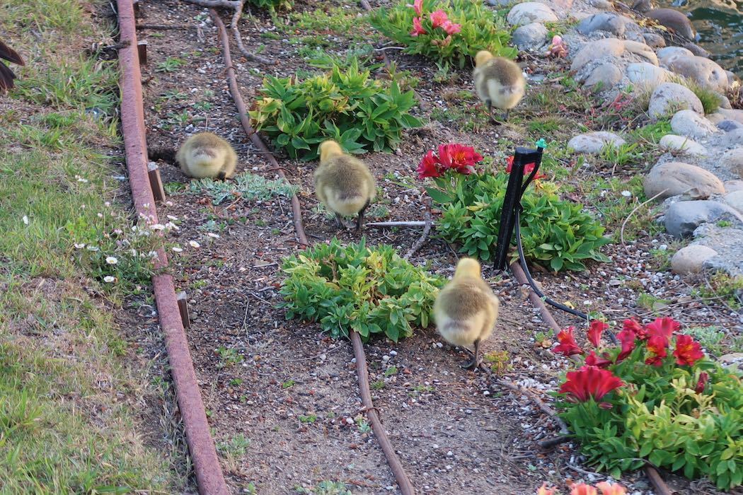 カナダガンの赤ちゃん 3_a0397115_02131594.jpeg