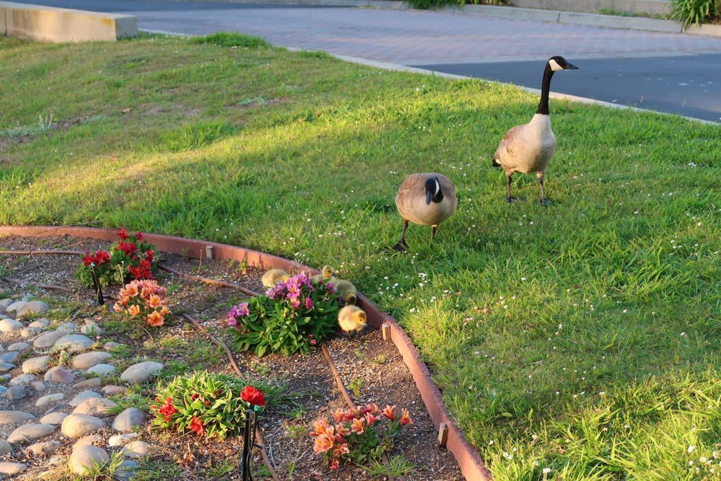 カナダガンの赤ちゃん 3_a0397115_02171648.jpeg