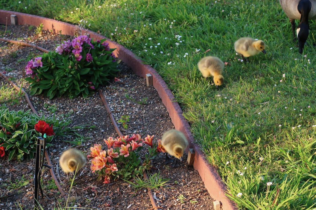 カナダガンの赤ちゃん 3_a0397115_02173208.jpeg