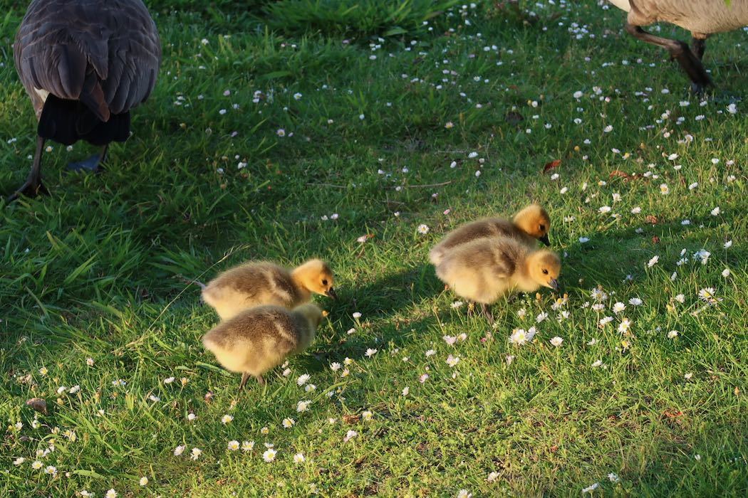 カナダガンの赤ちゃん 3_a0397115_02174602.jpeg