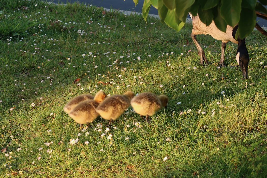 カナダガンの赤ちゃん 3_a0397115_02180017.jpeg