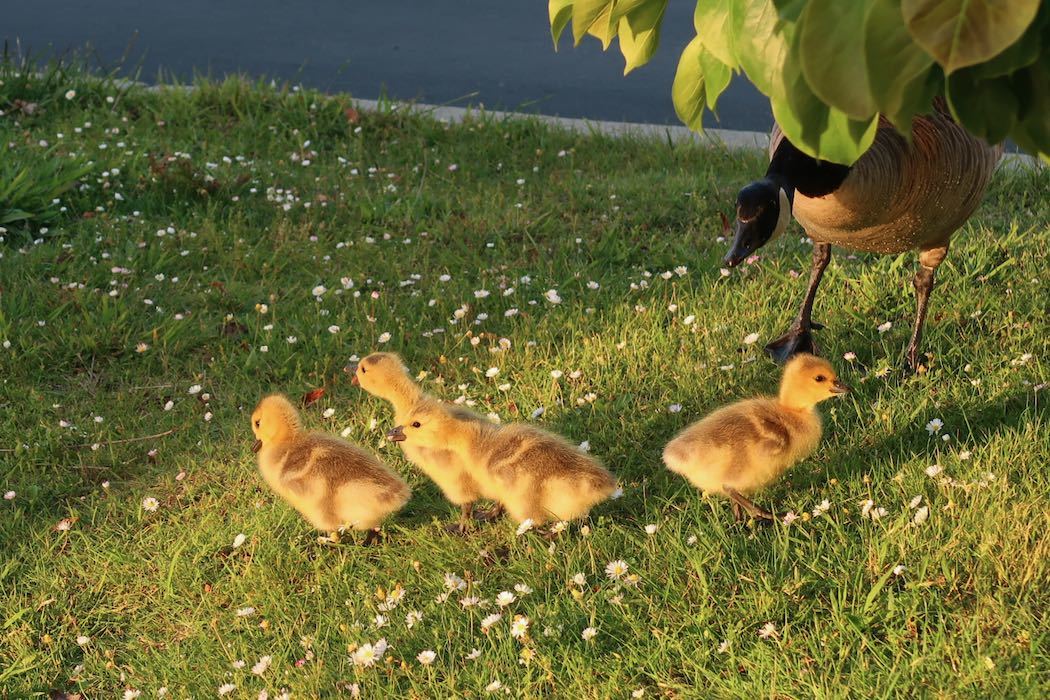 カナダガンの赤ちゃん 3_a0397115_02181331.jpeg