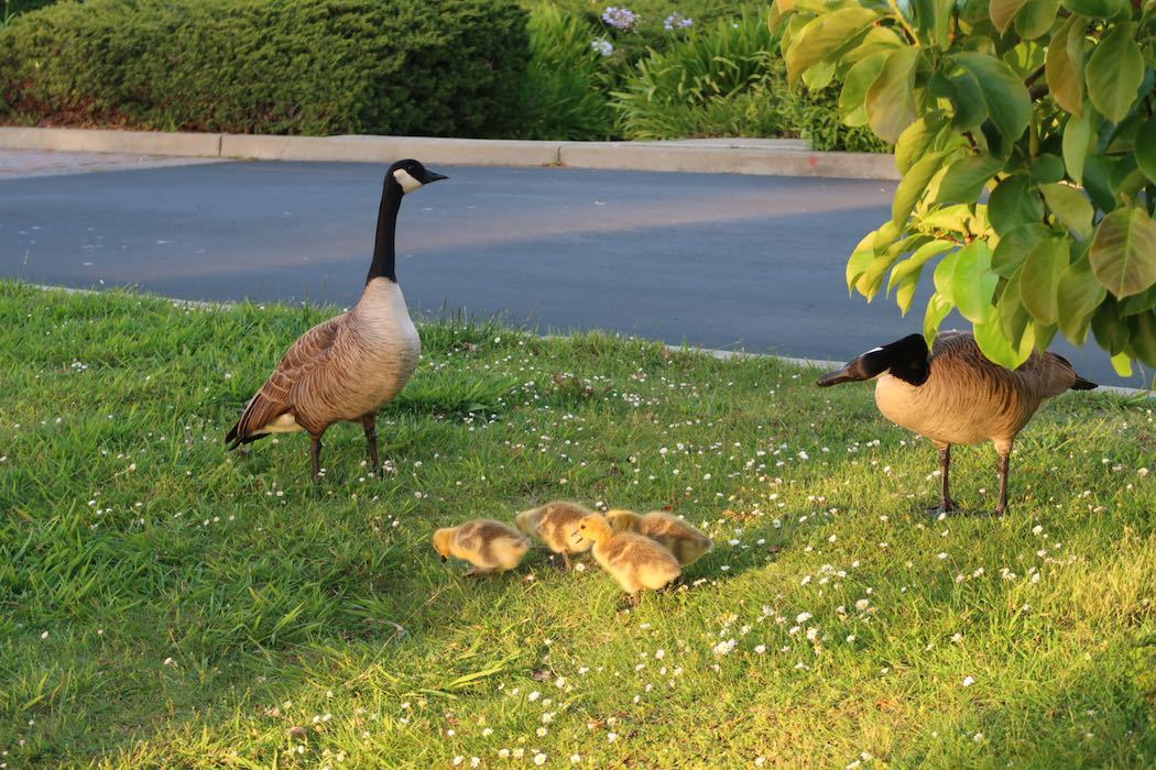 カナダガンの赤ちゃん 3_a0397115_02184076.jpeg