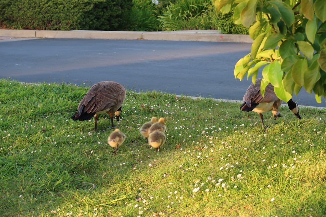 カナダガンの赤ちゃん 3_a0397115_02185901.jpeg