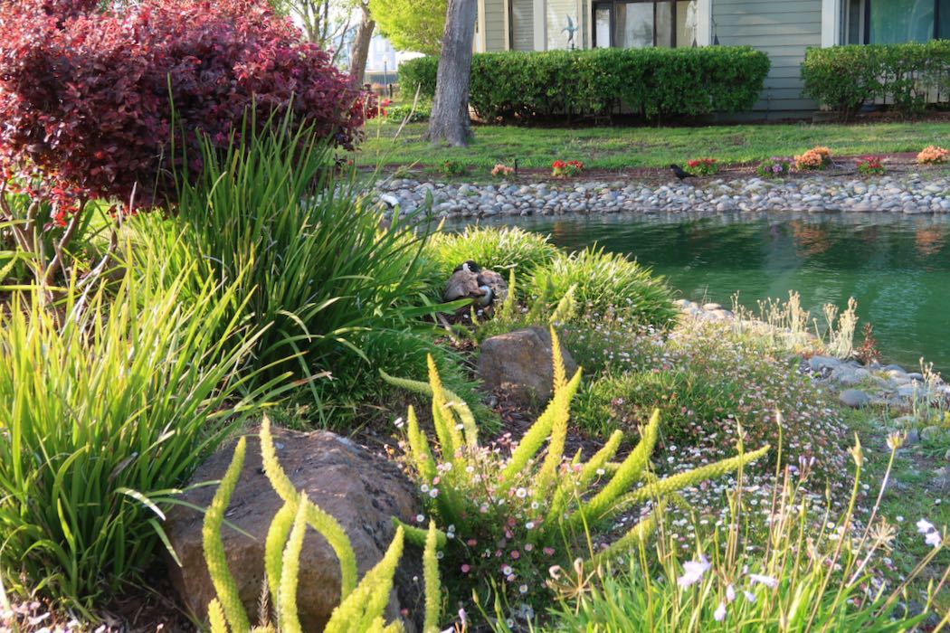 カナダガンの赤ちゃん 3_a0397115_02192612.jpeg