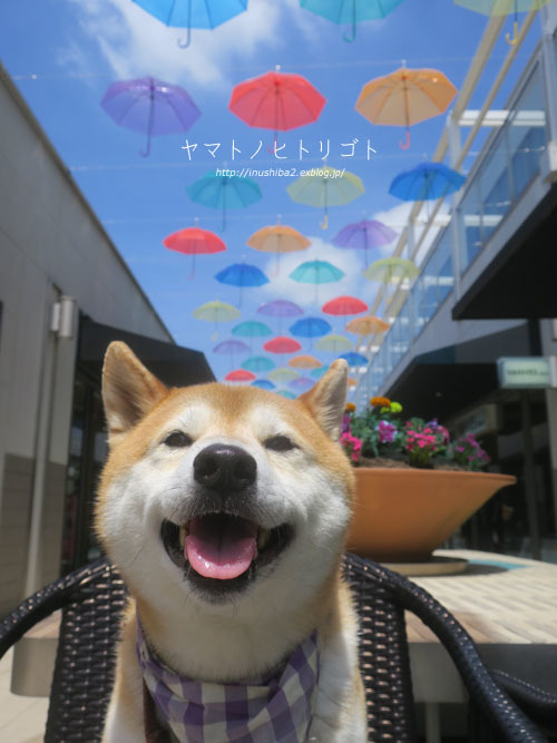 アンブレラフラワー_e0394031_08472149.jpg