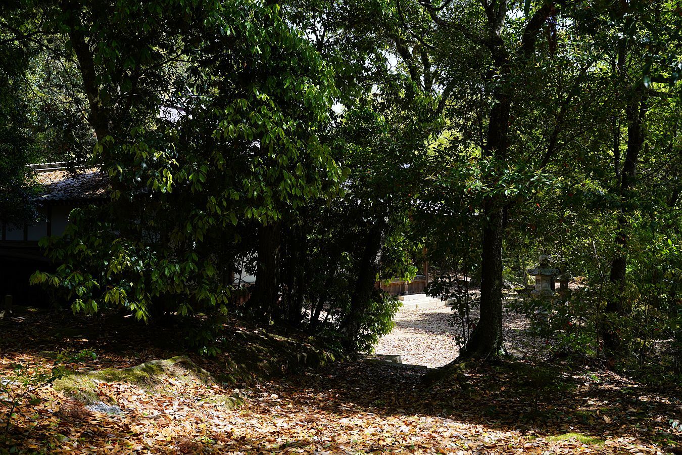 【重要文化財|八幡神社(波豆八幡神社)本殿】 行き方、見学のしかた (兵庫県 宝塚市)_b0212342_19400986.jpg