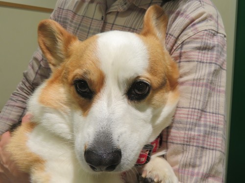 5 月 3 日の写真_c0174644_13325384.jpg