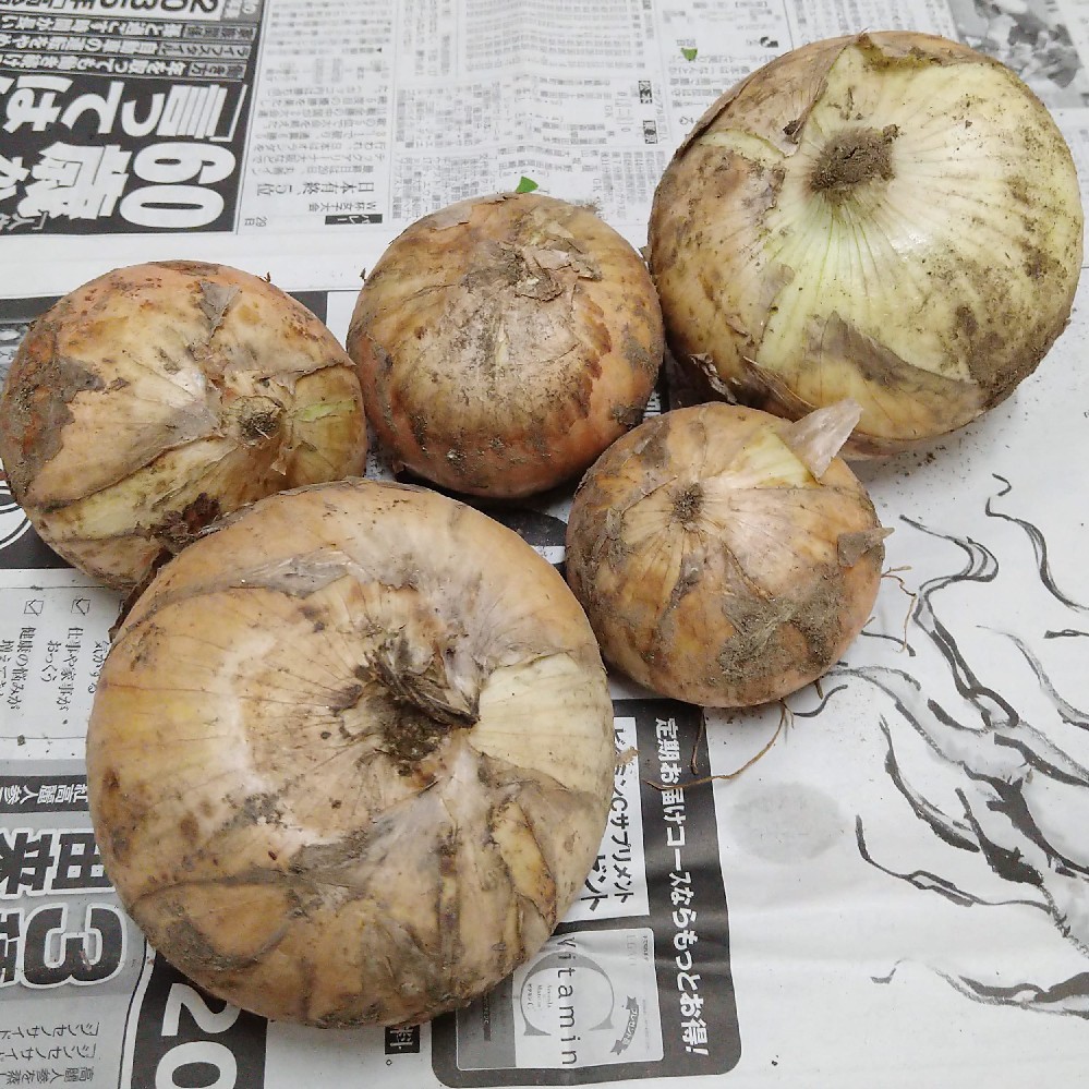 ++お野菜便と・・・*++_e0354456_06242394.jpg