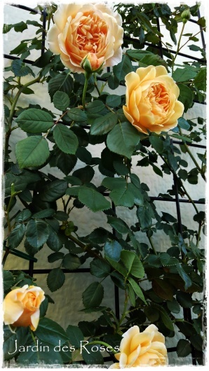 クラウン プリンセス マルガリータ のその後 La Rose 薔薇の庭
