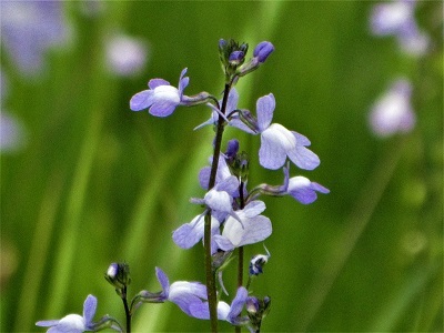 モーゼル：薄紫色のオブジェ(小さな花器) Amazon.co.jp: Baluue