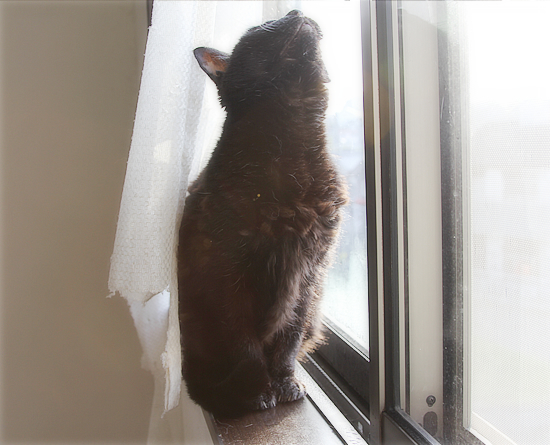ぴょん18歳_a0389088_06405181.jpg