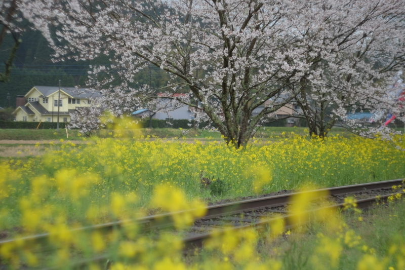 春色の風景_d0021491_22545651.jpg