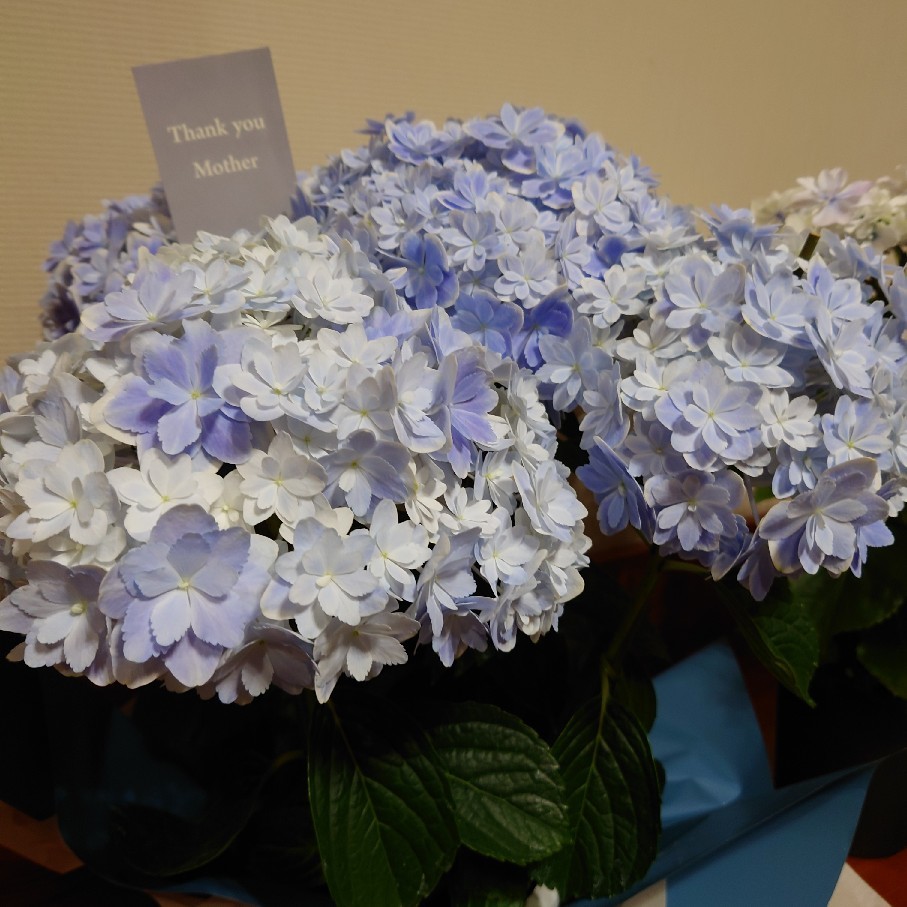 今年購入の鉢植え紫陽花の剪定後と雨あがりのペチュニア達 バラやらナンやら