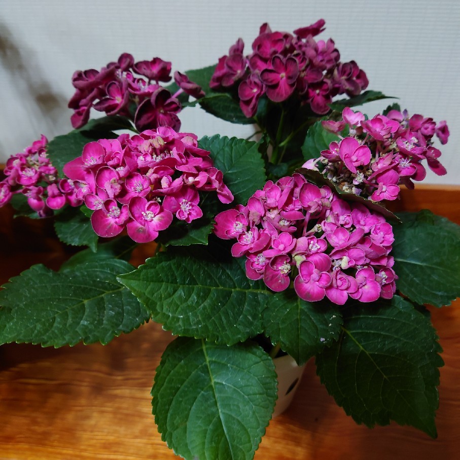 紫陽花３種類比較と８年前に貰った造花の花束_c0404712_22585189.jpg