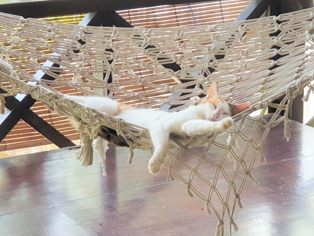 今晩から賑やかです_c0211615_15281098.jpg