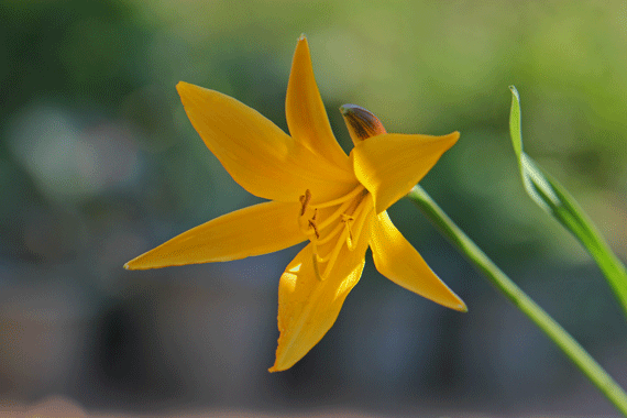 ニッコウキスゲ 日光黄菅 花もり暮らし