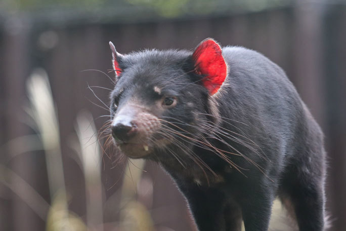 ひた走るタスマニアデビル テイマー 多摩動物公園 October 続々 動物園ありマス