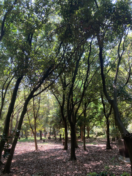 Nagai botanical garden_a0098418_21301674.jpg