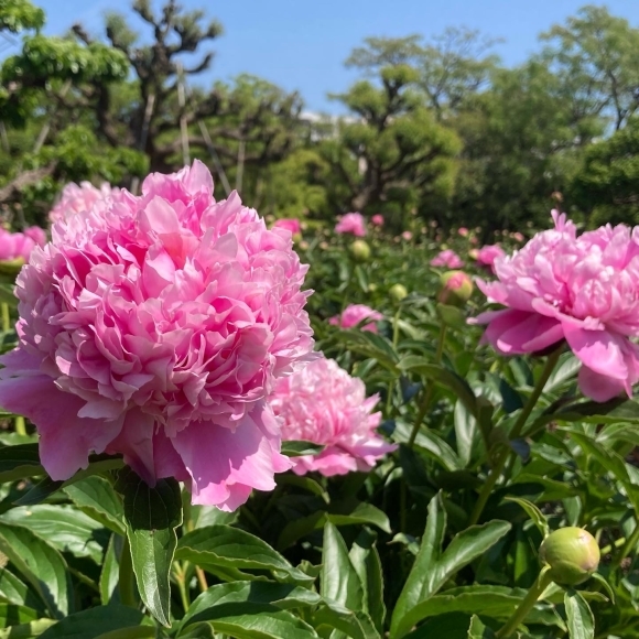 Nagai botanical garden_a0098418_21322623.jpg