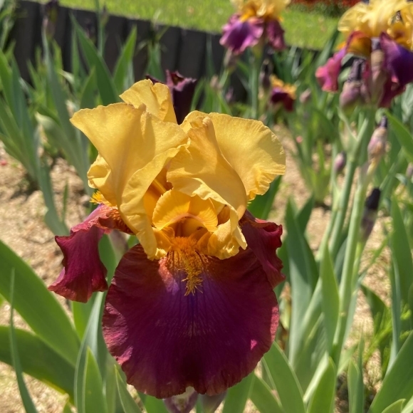 Nagai botanical garden_a0098418_21323804.jpg