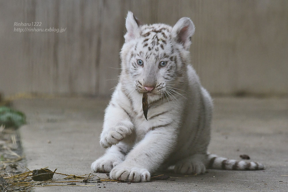 2021.5.23 宇都宮動物園☆ホワイトタイガーのシラナミ姫とイーサンくん