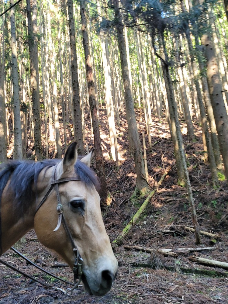 木漏れ日が美しいです_e0145441_07370566.jpg