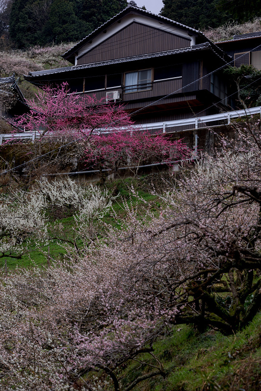梅咲く奈良　梅林の春（賀名生梅林）_f0155048_21433547.jpg