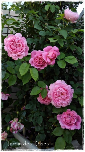 朝の メアリーローズ の様子 La Rose 薔薇の庭