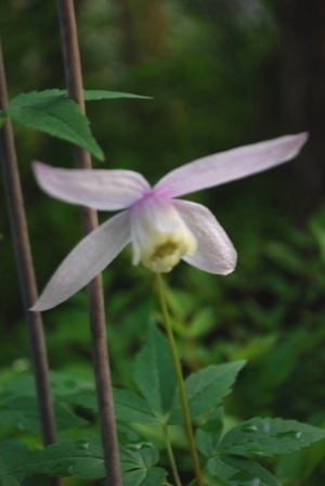 夕暮れ時の庭の花_a0344771_21190870.jpg