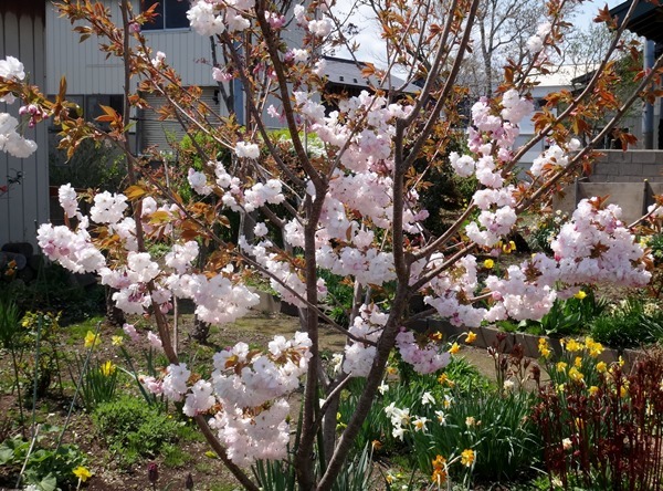 庭の小さな八重桜_a0136293_14211117.jpg