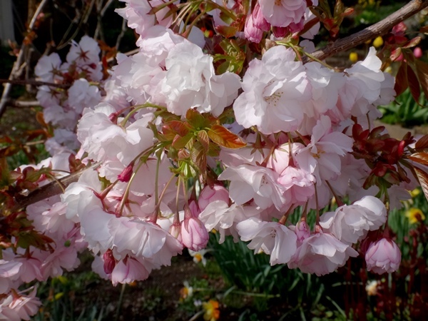 庭の小さな八重桜_a0136293_14252740.jpg