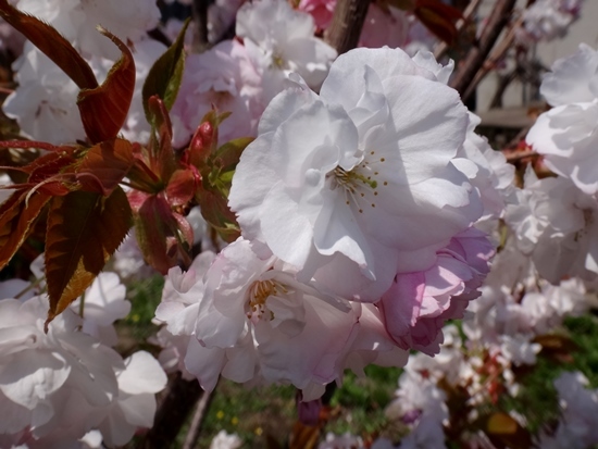 庭の小さな八重桜_a0136293_14253908.jpg