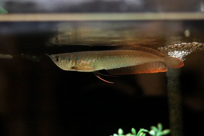 赤ちゃん水族館 餌付け公開ゾーン アロワナ幼魚の大ジャンプ ゴンズイ ヒメツバメウオ コンゴウフグの赤ちゃん ヨコハマおもしろ水族館 続々 動物園ありマス