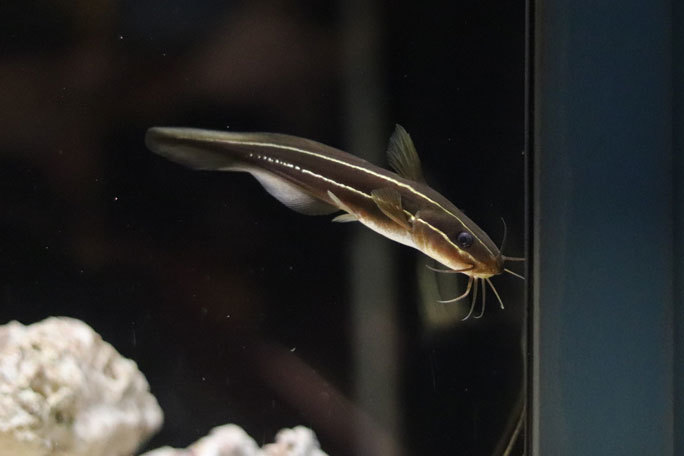 赤ちゃん水族館 餌付け公開ゾーン アロワナ幼魚の大ジャンプ ゴンズイ ヒメツバメウオ コンゴウフグの赤ちゃん ヨコハマおもしろ水族館 続々 動物園ありマス