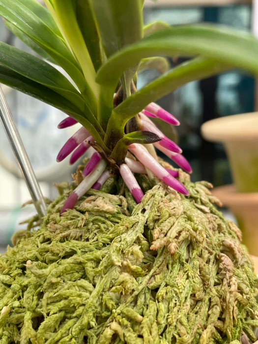 富貴蘭　金牡丹(超大型)2本子付きで子の１本は黒牡丹 富貴蘭 金牡丹 富貴蘭【金牡丹】 | 富貴蘭を楽しんでブログ