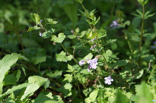 おうち de バードウォッチングと森の野の花_d0348118_09164203.jpeg