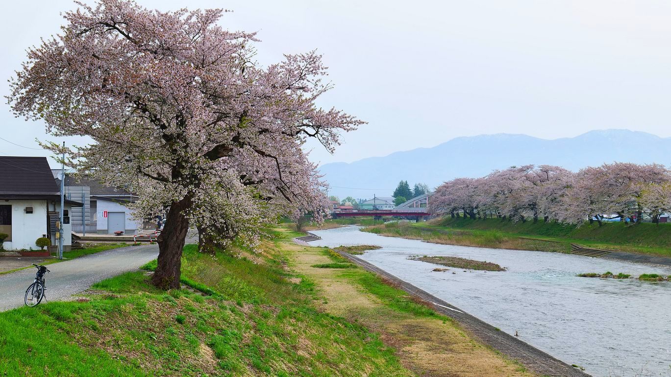 春の東北紀行（７）・・・４月２６日。朝の桜三昧♪　道の駅なかせんで。秋田新幹線「こまち」もゲット♪_a0031821_16492277.jpg