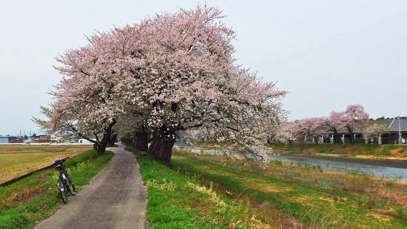 春の東北紀行（７）・・・４月２６日。朝の桜三昧♪　道の駅なかせんで。秋田新幹線「こまち」もゲット♪_a0031821_16530655.jpg