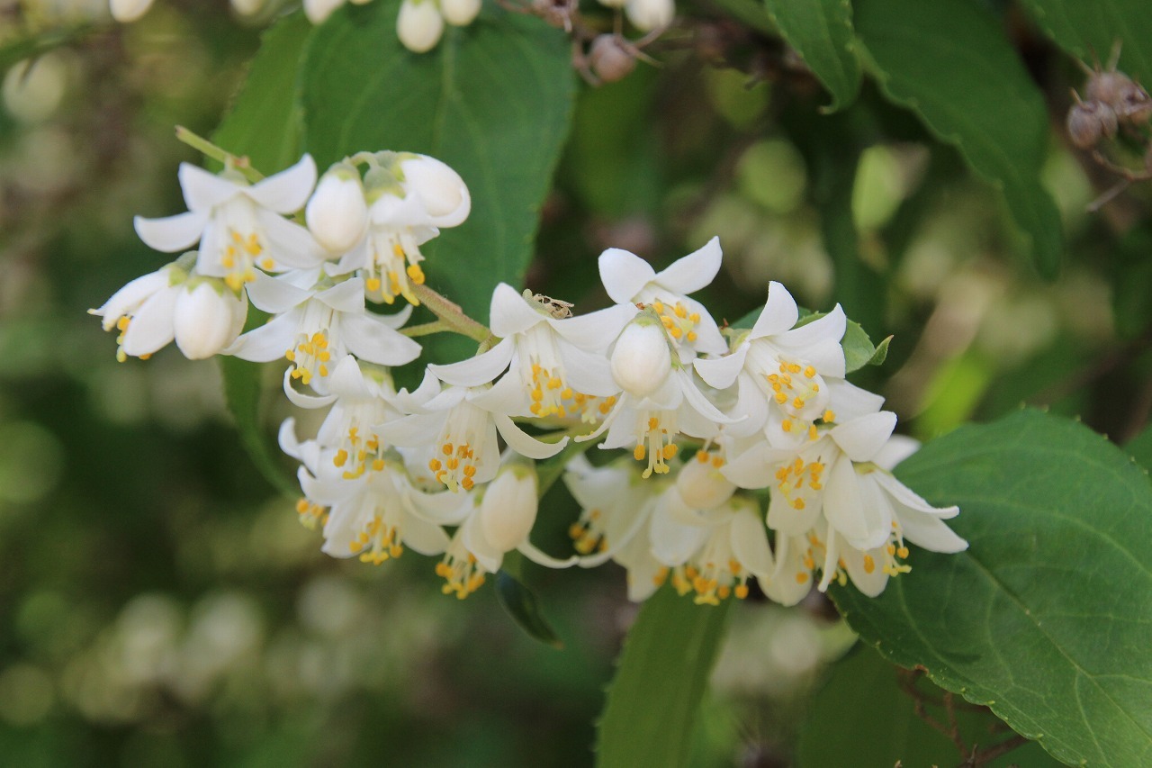 花　万葉集 萬葉花集 箱（約98枚入）【複数配送】 – 三州総本舗オンライン