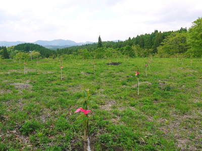 栗の王様「利平栗」 無農薬栽培の利平栗は毎年完売する大人気!収量アップを目指し苗木を植えました!後編_a0254656_16565492.jpg