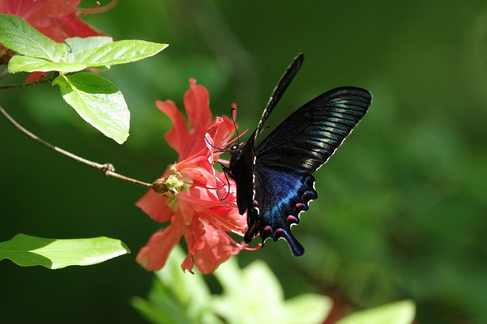 2022．5．2 神奈川県・ヤマツツジの丘 ミヤマカラスアゲハ
