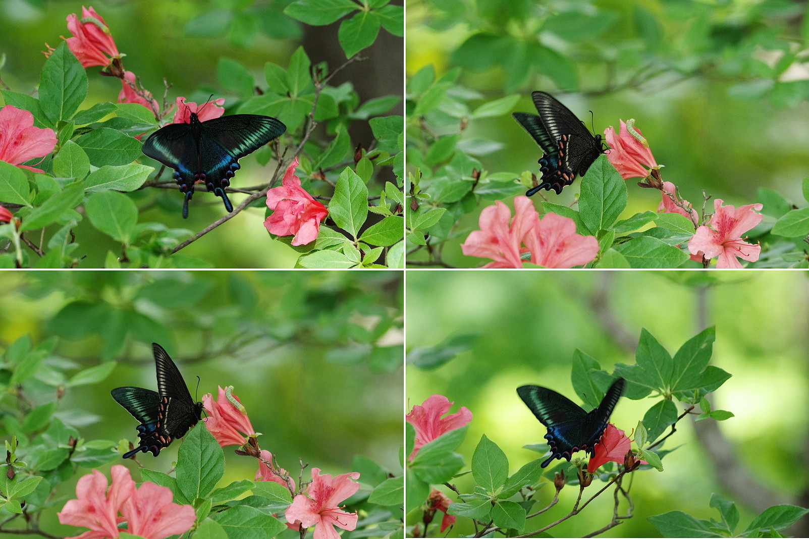 ★ぐやま様☆専用2点★カルナルリモンアゲハとシナカラスアゲハ ☆ぐやま様☆専用2点☆カルナルリモンアゲハとシナカラスアゲハ カラス