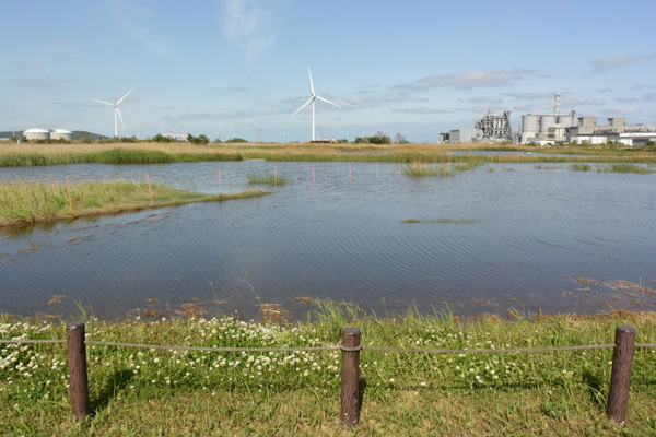 北九州のベッコウ_e0167571_18263896.jpg