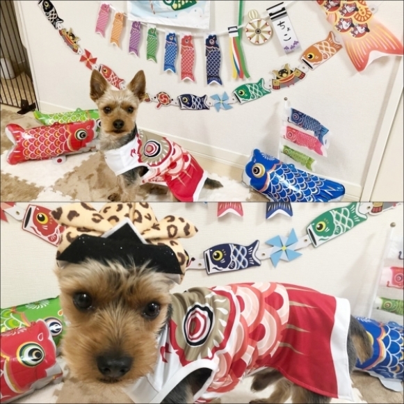 鯉の日★Gに勝ち越!!_a0390693_18472794.jpg