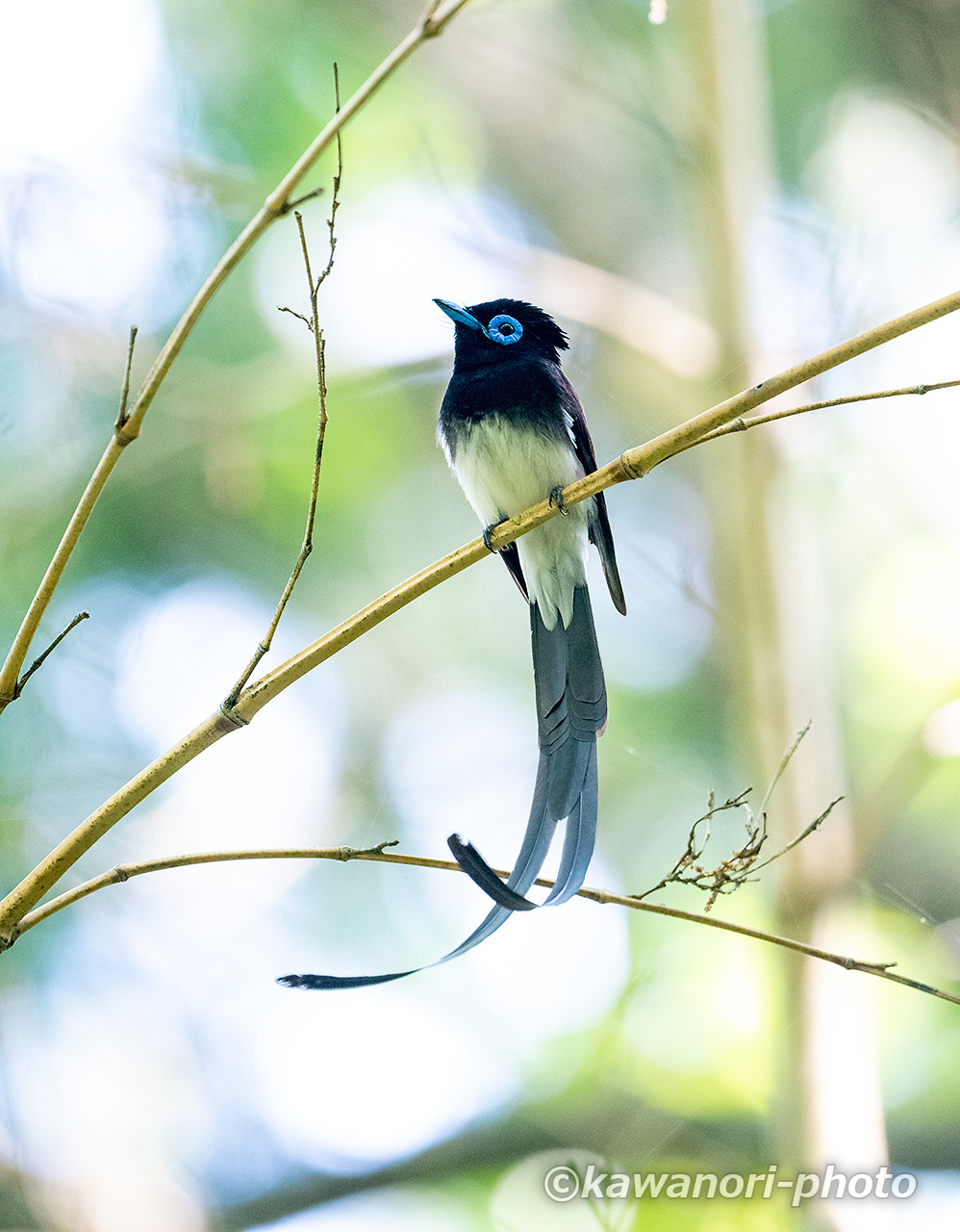 三光鳥 サンコウチョウ 22 2 Kawanori Photo